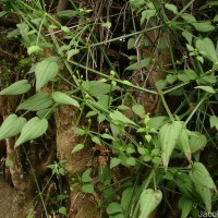 Rubia cordifolia L.